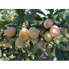 Mirabelka 'Miroma'  Prunus domestica subsp. syriaca 'Miroma'