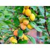Mirabelka 'Miroma'  Prunus domestica subsp. syriaca 'Miroma'