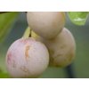 Mirabelka 'Miroma'  Prunus domestica subsp. syriaca 'Miroma'
