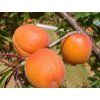 Meruňka 'Sylred'  Prunus armeniaca 'Sylred'