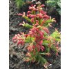 126364 1 roseospicata2