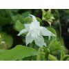 Bohyška jitrocelová 'Aphrodite'  Hosta plantaginea 'Aphrodite'