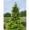 Smrk omorika 'Golden Rain'  Picea omorika 'Golden Rain'