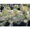 Smrk omorika 'Golden Rain'  Picea omorika 'Golden Rain'