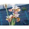 Iris sibirica Peacock Butterfly® 'Jerry Murphy' (1)