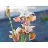 Iris sibirica Peacock Butterfly® 'Jerry Murphy' (2)