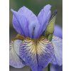 Kosatec sibiřský Peacock Butterfly® 'Banish Misfortune'  Iris sibirica Peacock Butterfly® 'Banish Misfortune'