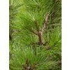Borovice hustokvětá 'Fastigiata'  Pinus densiflora 'Fastigiata'