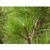 Borovice hustokvětá 'Fastigiata'  Pinus densiflora 'Fastigiata'
