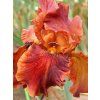 iris germanica carnival time
