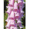 digitalis levender