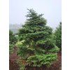 Picea pungens Brynek
