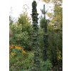 Acer platanoides Matit