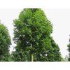 acer platanoides Olmstedt