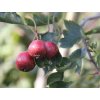 Hloh 'Big Golden Star'  Crataegus pinnatifida 'Big Golden Star'