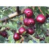 Crataegus schraderiana