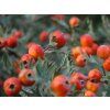 Hloh vratičolistý  Crataegus tanacetifolia
