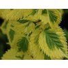 Davídie listenová 'Lady Sunshine'  Davidia involucrata 'Lady Sunshine'