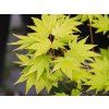 Acer shirasawanum 'Jordan' (1)