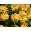 Azalka 'Yellow Pom Pom'  Azalea 'Yellow Pom Pom'