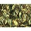 Ptačí zob lesklý 'Tricolor'  Ligustrum lucidum 'Tricolor'