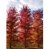 Ambroň západní  'Pasquali Fastigiata'  Liquidambar styraciflua 'Pasquali Fastigiata'