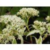 Cornus Gosia (2)