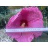 Ibišek bahenní Head over Heels 'Passion'  Hibiscus moscheutos Head over Heels 'Passion'