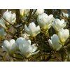 Magnolie 'Jade Lamp'  Magnolia 'Jade Lamp'