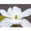 Magnolie 'Jade Lamp'  Magnolia 'Jade Lamp'