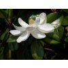 magnolia grandiflora d d blanchard