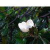 Šácholán velkokvětý 'D.D. Blanchard'  Magnolia grandiflora 'D.D. Blanchard'