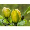 Magnolie 'Green Bee'  Magnolia 'Green Bee'