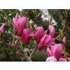 Magnolie 'Yaeko'  Magnolia 'Yaeko'