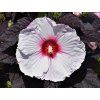 Ibišek bahenní SUMMERIFIC® 'Dark Mystery' - Hibiscus SUMMERIFIC® 'Dark Mystery'  Hibiscus SUMMERIFIC® 'Dark Mystery'