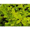 Berberis Smaragd