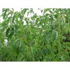 Tupela čínská  Nyssa sinensis
