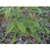 Tupela lesní 'Isabel Grace'  Nyssa sylvatica 'Isabel Grace'