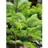 Jedle Fargesova 'Headfort'  Abies fargesii 'Headfort'
