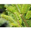 Jedle Fargesova 'Headfort'  Abies fargesii 'Headfort'