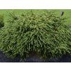Kryptomerie japonská 'Dinger'  Cryptomeria japonica 'Dinger'