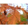 Metasekvoj čínská 'Pendula'  Metasequoia glyptostroboides 'Pendula'