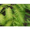 Metasekvoj čínská 'Pendula'  Metasequoia glyptostroboides 'Pendula'