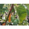 betula utilis nepalese orange