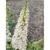 Komule Davidova 'Butterfly Tower White'  Buddleja davidii 'ButterflyTower White'