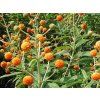 Buddleja globosa