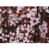 Slivoň myrobalán 'Woodi'  Prunus cerasifera 'Woodi'