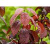Prunus Woodii