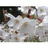 Slivoň vyříznutá 'Compacta'  Prunus incisa 'Compacta'