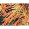 Tisovec dvouřadý 'Shawnee Brave'  Taxodium distichum 'Shawnee Brave'